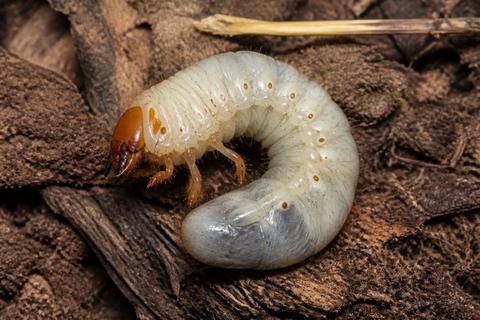 What Is the Life Cycle of Stag Beetles? Stages and Facts