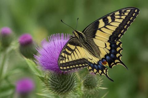 What Is the Life Cycle of Swallowtail Butterflies? Stages and Facts