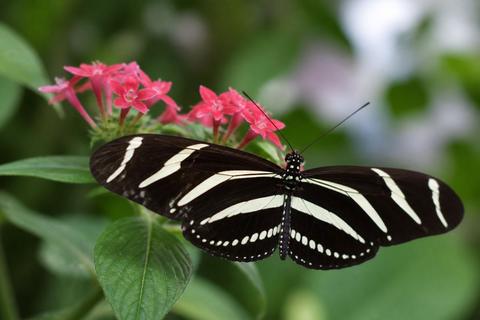 What Is the Life Cycle of Zebra Longwing Butterflies? Stages and Facts