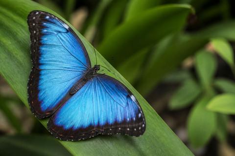 Blue Morpho Butterflies guides