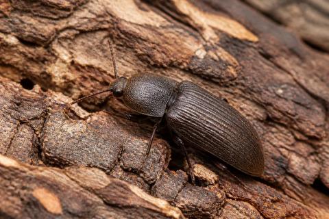 Click Beetles guides