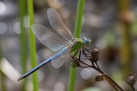Dragonflies guides