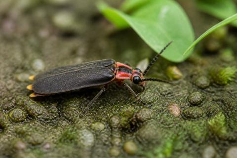Fireflies guides
