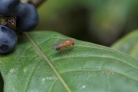 Fruit Flies guides