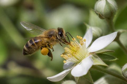 Honey Bees guides