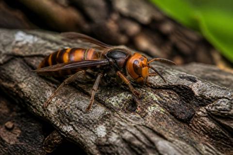 Hornets guides