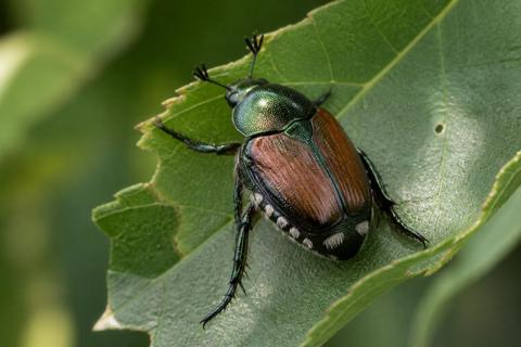 Japanese Beetles guides