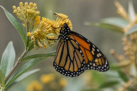 Monarch Butterflies guides
