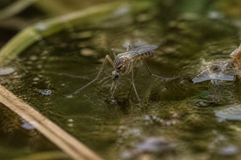 Mosquitoes guides
