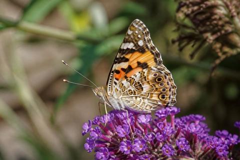 Painted Lady Butterflies guides