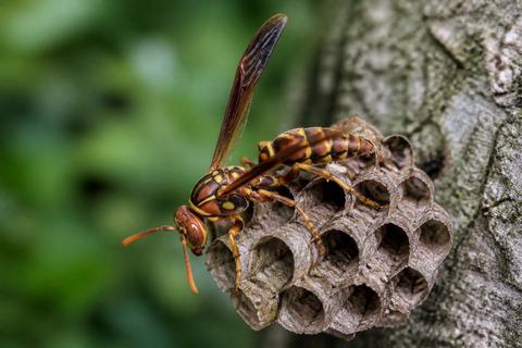 Paper Wasps guides