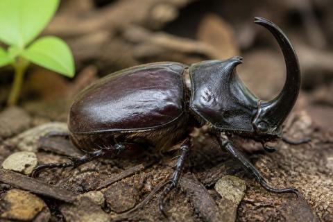 Rhinoceros Beetles guides