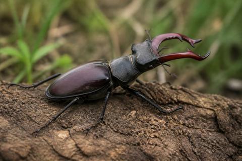 Stag Beetles guides