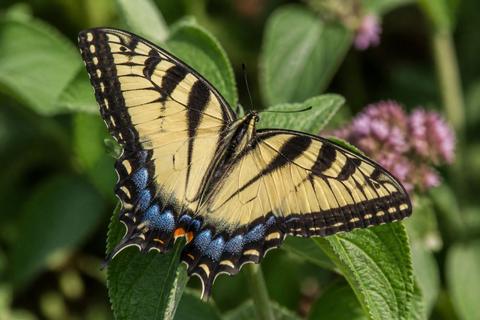 Swallowtail Butterflies guides