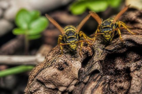 Yellowjackets guides