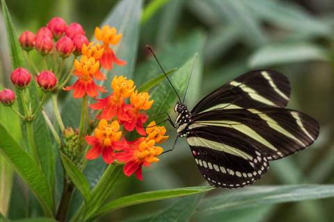 Zebra Longwing Butterflies guides