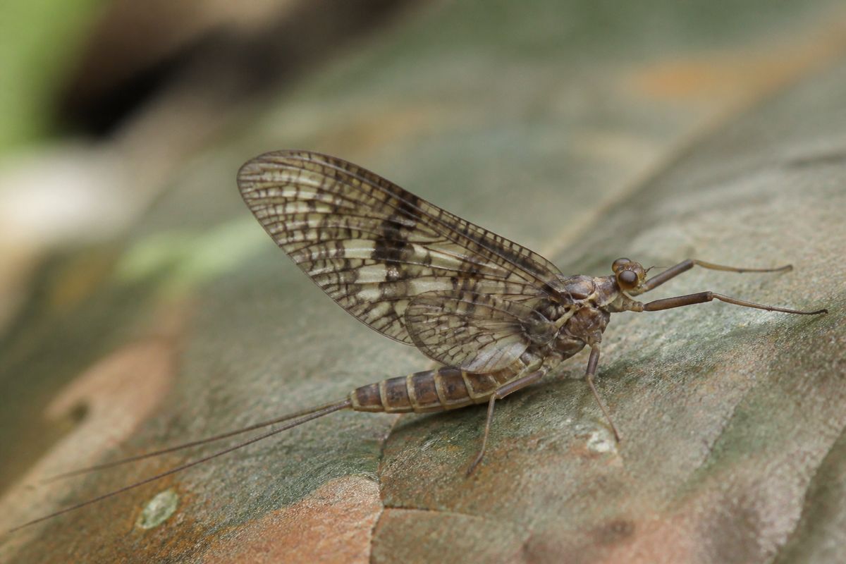 The Evolution of Insects: A Journey Through Time
