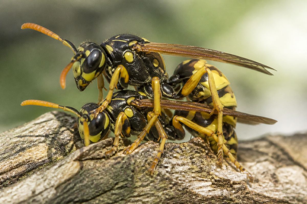 The Fascinating Grooming Behaviors of Social Wasps