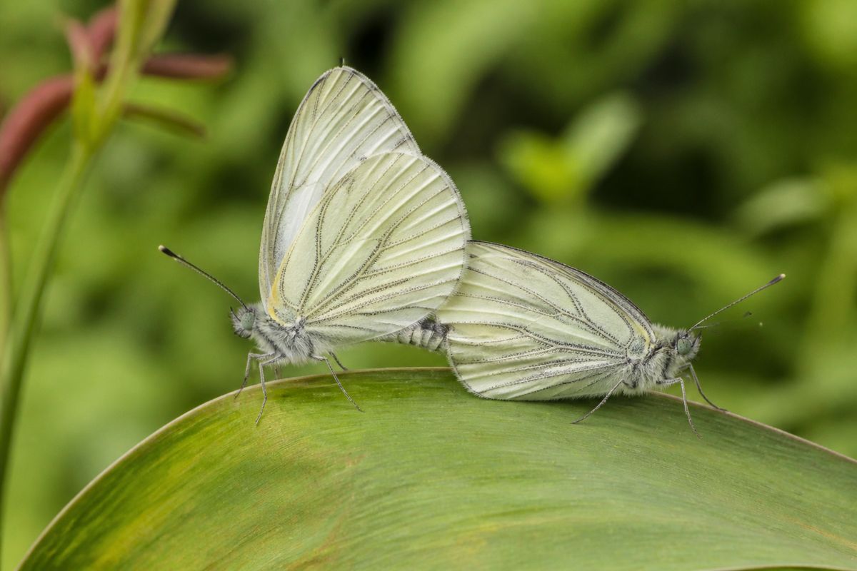 The Reproductive Anatomy of Butterflies