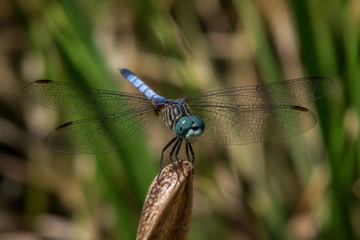 The Symbolism of Dragonflies in Various Traditions