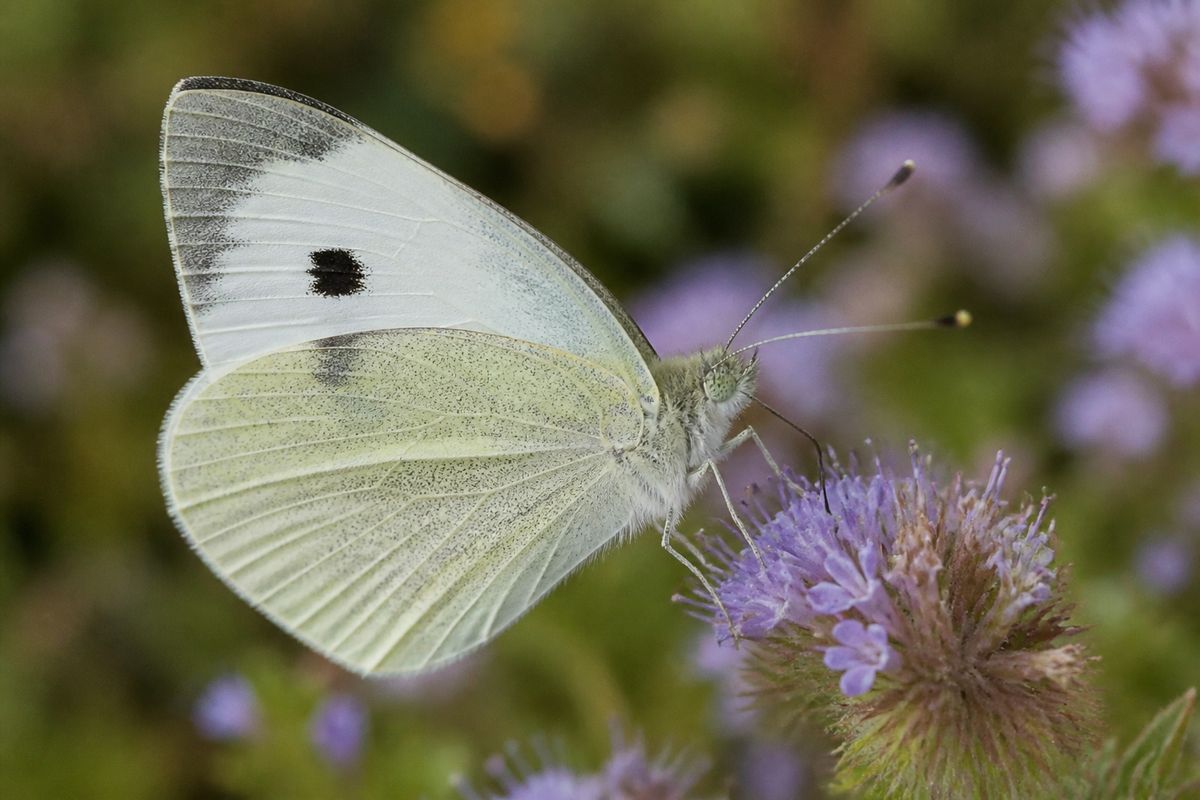 Top 10 Facts About Cabbage White Butterflies That You Need to Know