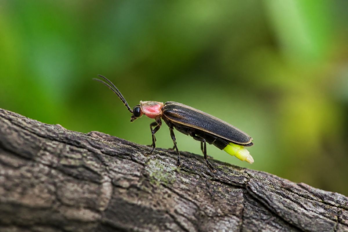 Top 10 Facts About Fireflies That You Need to Know
