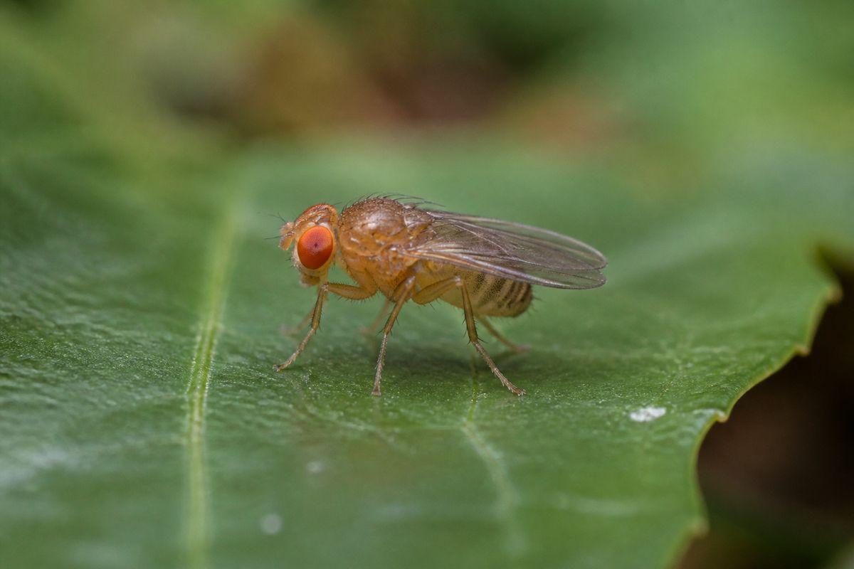 Top 10 Facts About Fruit Flies That You Need to Know
