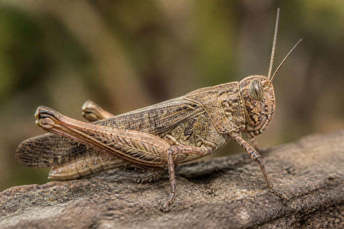 Top 10 Facts About Locusts That You Need to Know