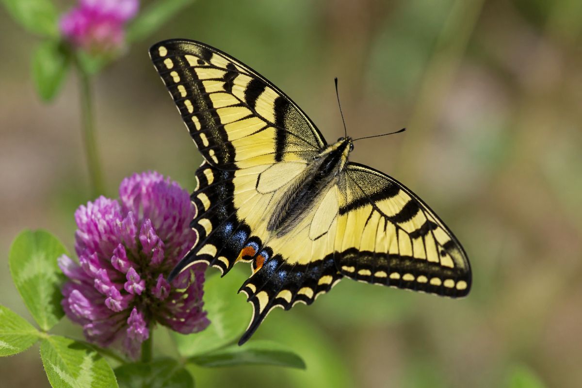 Top 10 Facts About Swallowtail Butterflies That You Need to Know
