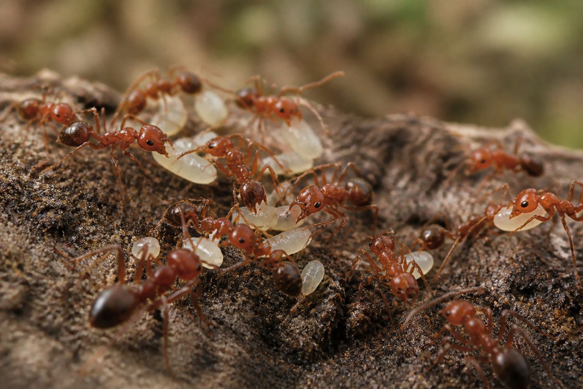 Understanding Ant Foraging Behavior: Strategies and Patterns