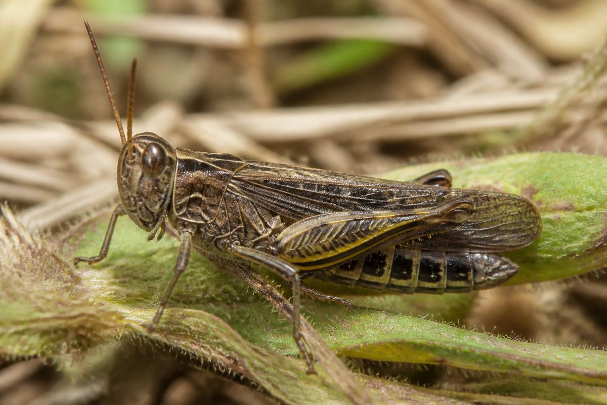 Understanding Insect Muscles: Mechanics of Movement
