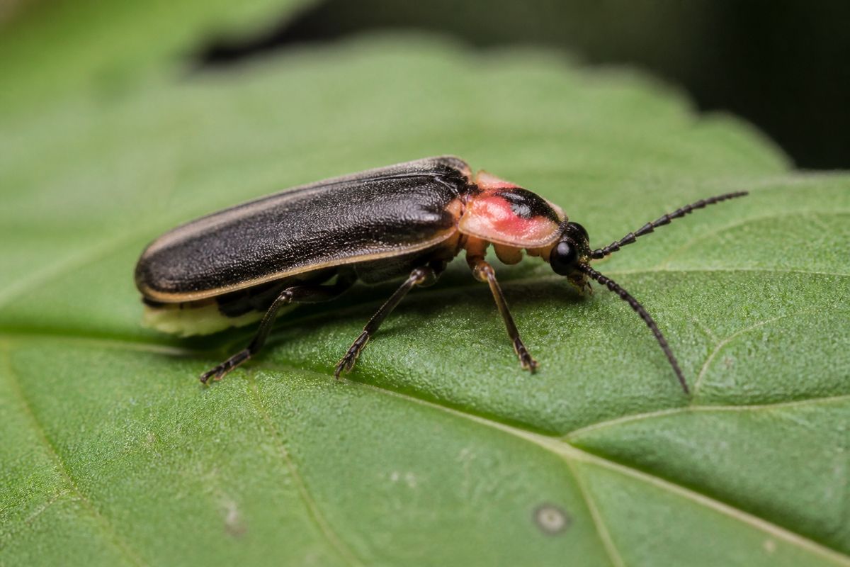 What Are The Benefits of Fireflies