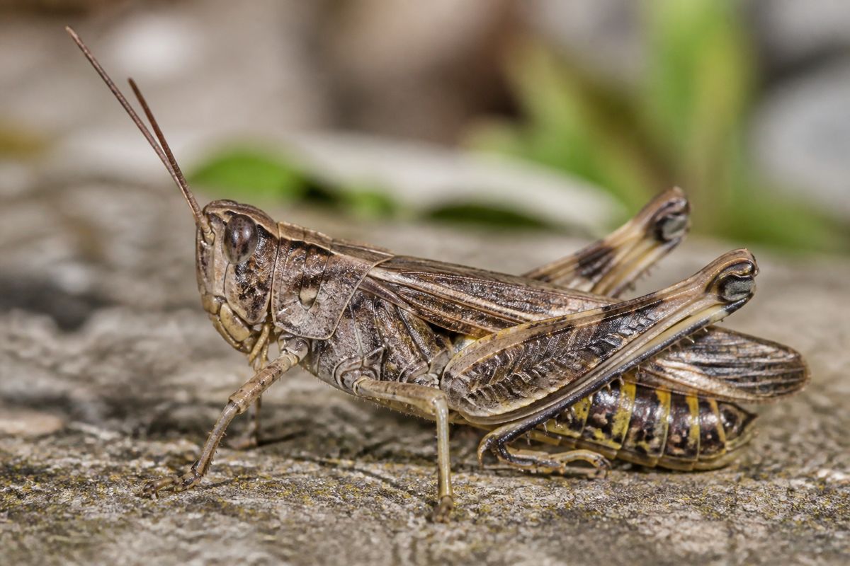 What Are The Benefits of Grasshoppers