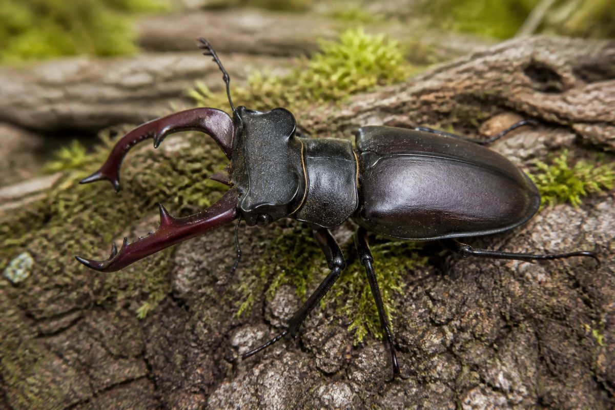 What Are The Benefits of Stag Beetles