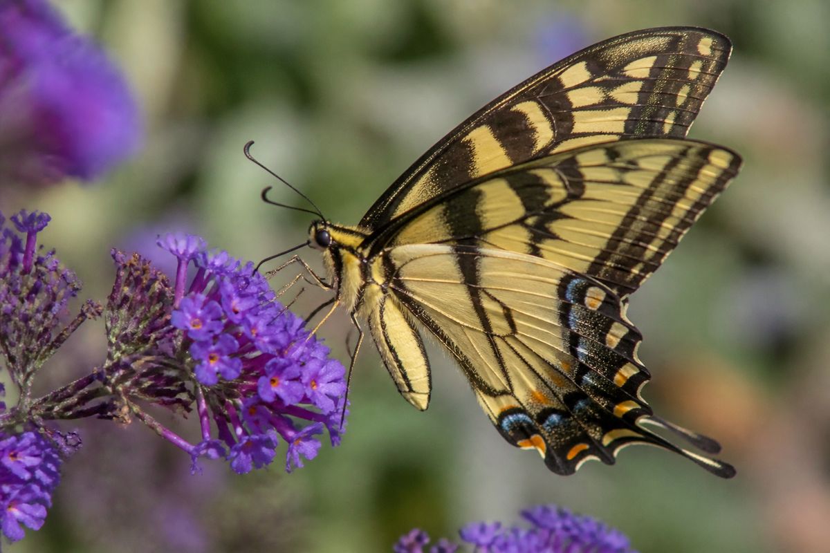 What Are The Benefits of Swallowtail Butterflies