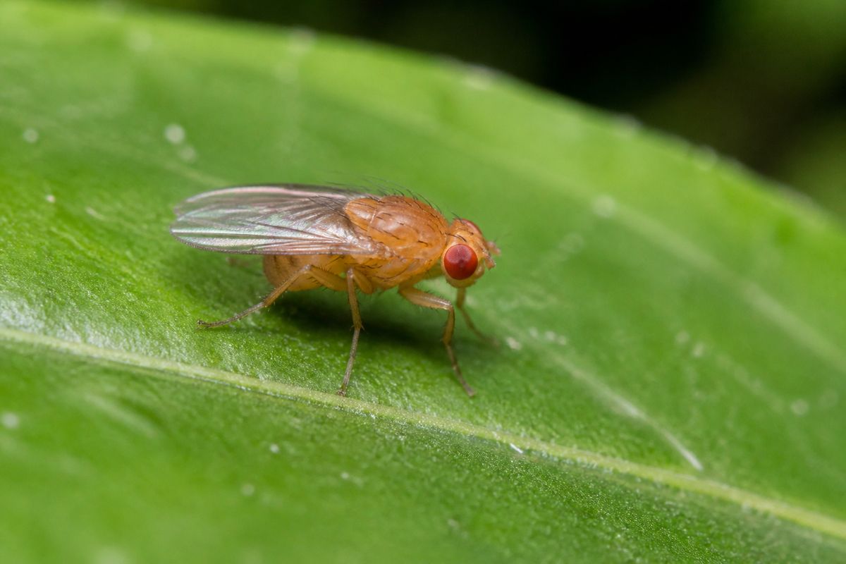 What Are the Characteristics of Fruit Flies? Size, Color, and Behavior