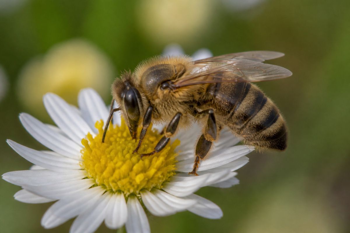 What Are the Characteristics of Honey Bees? Size, Color, and Behavior