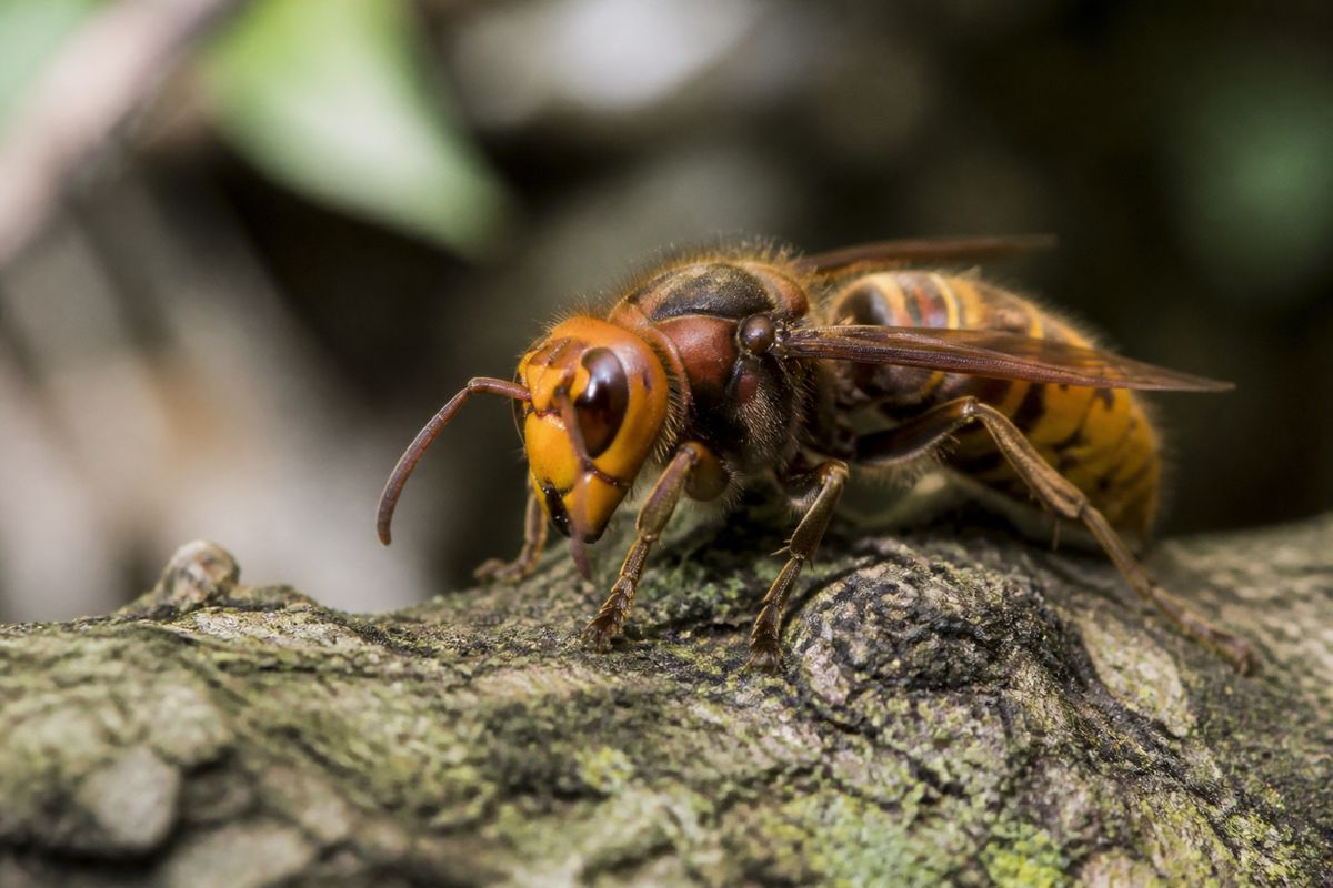 What Are the Characteristics of Hornets? Size, Color, and Behavior