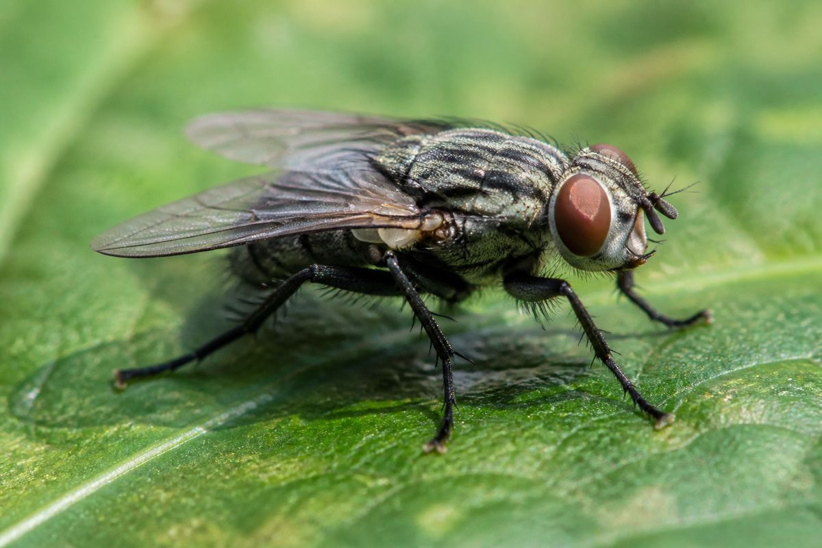 What Are the Characteristics of Houseflies? Size, Color, and Behavior