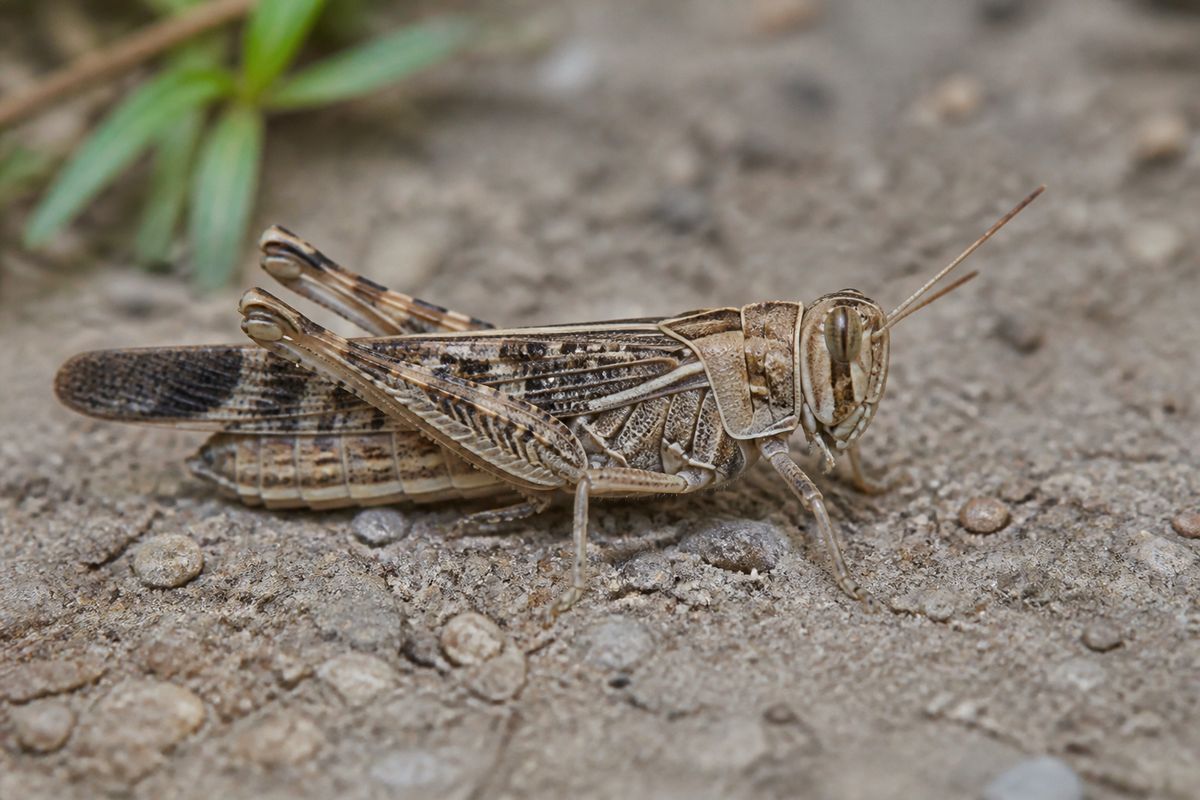 What Are the Characteristics of Locusts? Size, Color, and Behavior