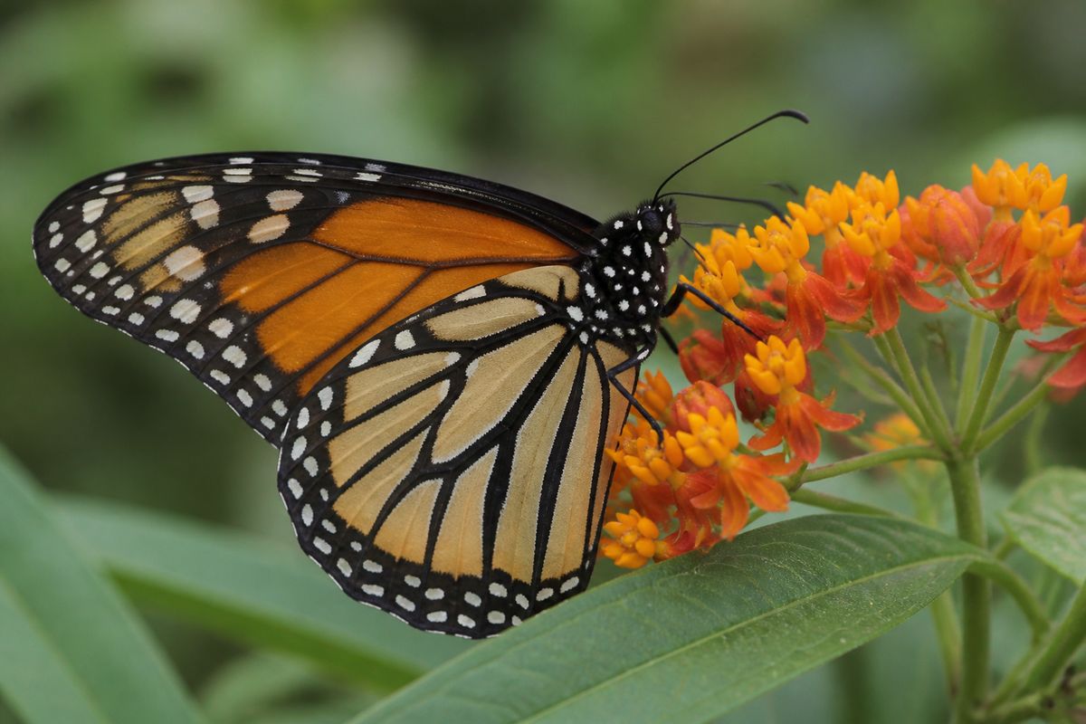 What Are the Characteristics of Monarch Butterflies? Size, Color, and Behavior