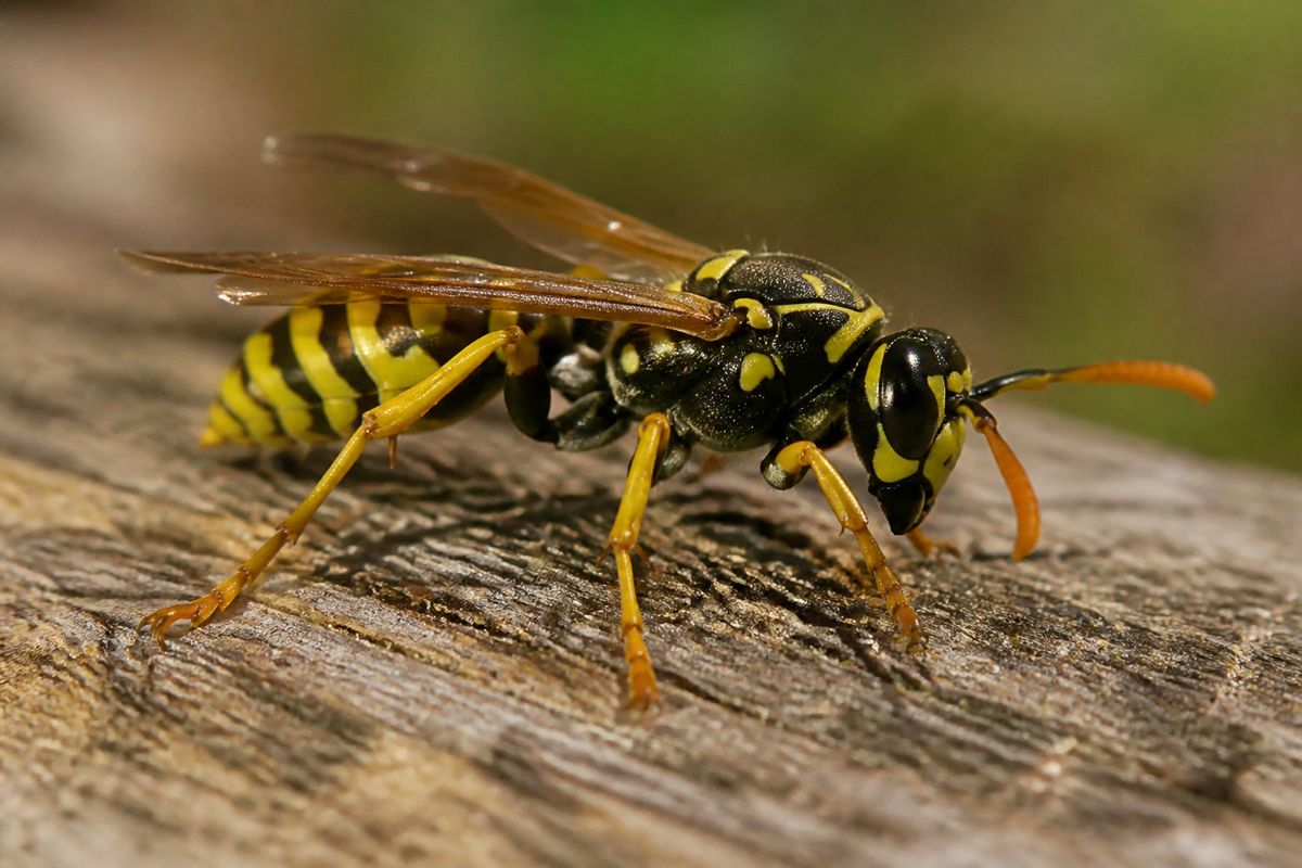 What Are the Characteristics of Yellowjackets? Size, Color, and Behavior