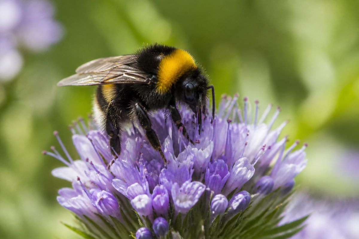 What Do Bumblebees Eat? Diet and Feeding Habits