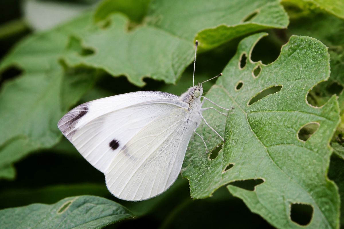 What Do Cabbage White Butterflies Eat? Diet and Feeding Habits