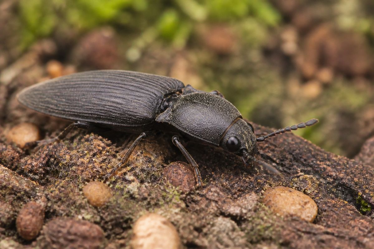 What Do Click Beetles Eat? Diet and Feeding Habits