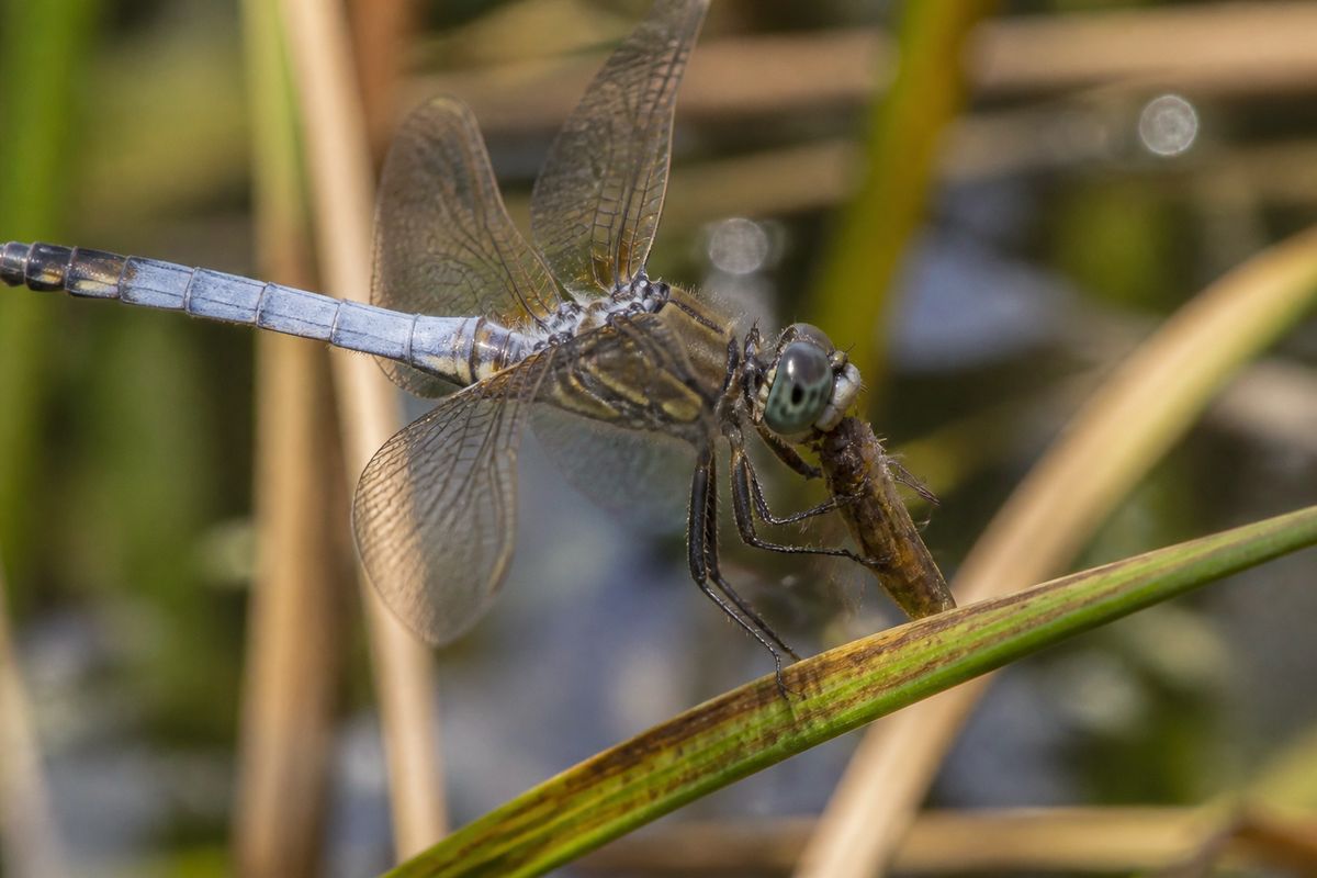 What Do Dragonflies Eat? Diet and Feeding Habits