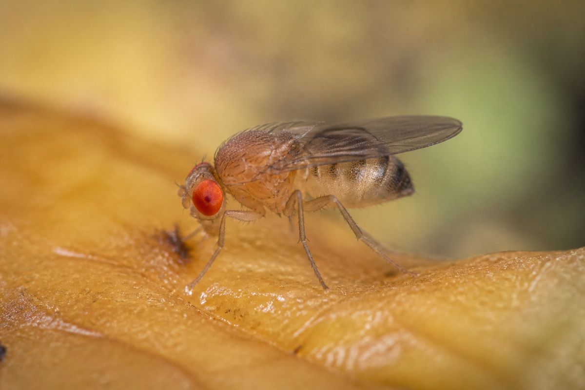 What Do Fruit Flies Eat? Diet and Feeding Habits