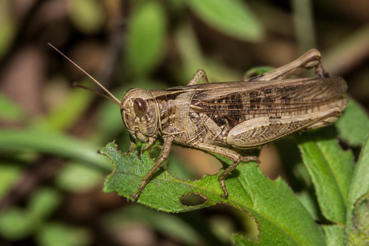 What Do Grasshoppers Eat? Diet and Feeding Habits