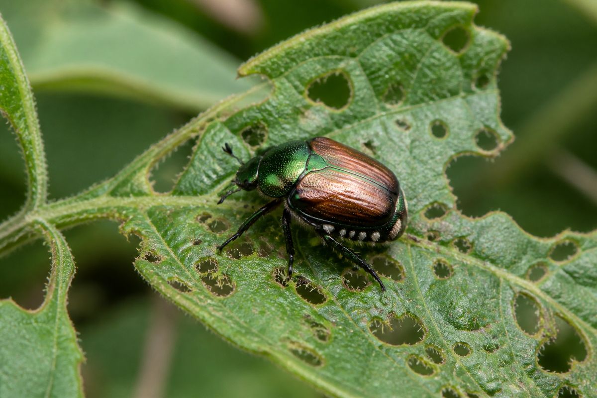 What Do Japanese Beetles Eat? Diet and Feeding Habits