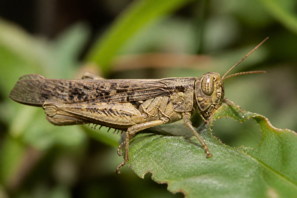 What Do Locusts Eat? Diet and Feeding Habits